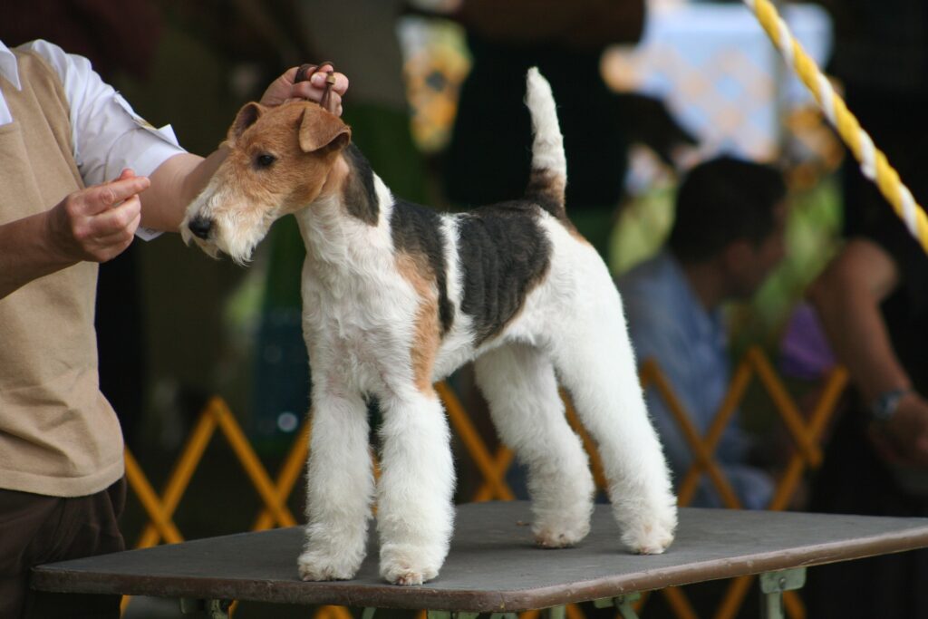 fox terrier